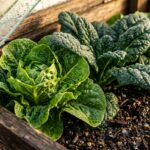 DIY Cold Frame Greenhouse: Build a Simple Winter Crop Extender for Under $30
