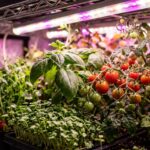 Ultra close-up macro of vibrant microgreens and tomatoes growing under full spectrum LED lights in a DIY indoor grow tent rack