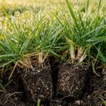 Ultra close-up macro of lush emerald green autumn turfgrass blades with deep roots and aerated soil plugs in morning sunlight