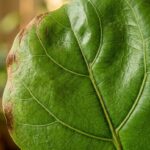 Ultra close-up macro of a large Fiddle Leaf Fig leaf showing veining and dry crispy brown edges from winter dry air