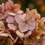 Macro close-up of lush autumn hydrangea flower heads transitioning into vintage copper and rose tones on healthy garden stems