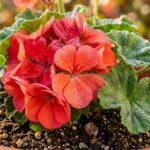 Ultra close-up macro of vibrant flowering zonal geranium in terra cotta pot with autumn morning dew