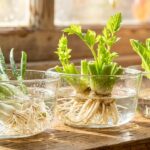 Regrowing kitchen scrap vegetables in water jars on windowsill