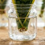 How to Propagate Snake Plants: The V-Cut Method for Fast Roots & Zero Rot