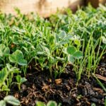 Ultra close-up macro of lush emerald green winter cover crops emerging through rich organic soil in a raised garden bed