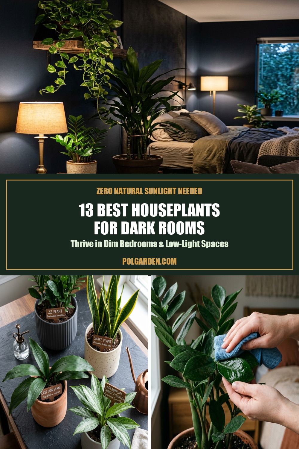 13 Best Houseplants for Dark Rooms Pinterest Pin