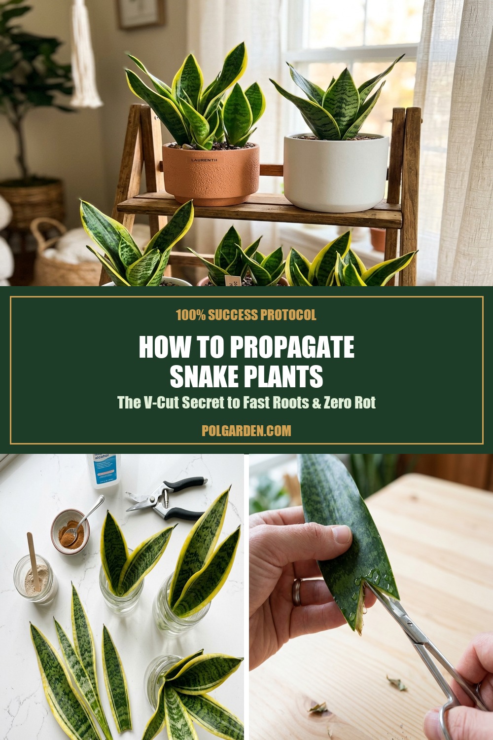 How to Propagate Snake Plants Pinterest Pin