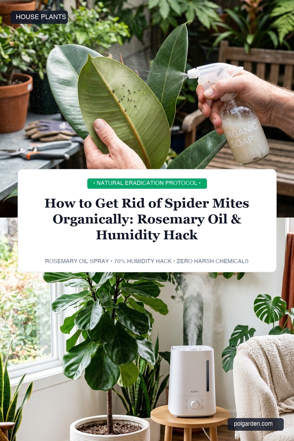 How to Get Rid of Spider Mites Organically Pinterest Pin Blueprint