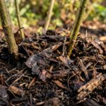 Best Mulch for Autumn: How to Insulate Garden Beds & Protect Soil for Winter