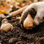 How to Plant Bulbs in Fall for a Stunning Spring Flower Explosion