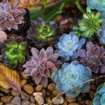 How to Design a Perennial Flower Border for Continuous Year-Round Color