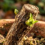 Ultra close-up macro of pruned overwintering sweet pepper woody stem in terracotta pot
