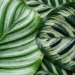 Ultra close-up macro of vibrant Calathea foliage showing intricate pinstripe patterns in soft winter light