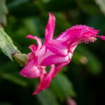 Ultra close-up macro of blooming magenta Christmas cactus bud