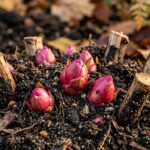 Ultra close up macro of healthy dormant herbaceous peony crown with pink eyes in dark autumn soil