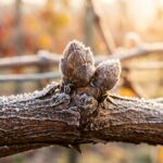 Macro close-up of dormant grapevine canes with striated cinnamon bark and frosty winter buds