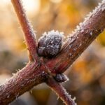 Macro close-up of dormant raspberry canes with bronze winter bark and frosty axillary buds