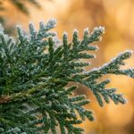 Macro close-up of frost-dusted Emerald Green arborvitae scale foliage in golden late autumn morning light