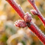 How to Winterize Blueberry Bushes: The 4-Step Acidic Mulch, Pruning & Frost Protection Guide