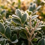 Macro close-up of glossy green boxwood leaves and twigs dusted with autumn morning frost