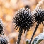 Macro close-up of frosty dark spiky coneflower seedheads dusted with delicate autumn frost