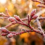 Macro close-up of frost-dusted Japanese maple twigs and dormant buds in late autumn morning light