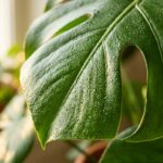 Ultra close-up macro of lush mature fenestrated Monstera deliciosa leaf with humidity droplets