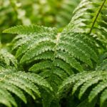 Ultra close up macro of lush emerald green Boston fern fronds with delicate morning mist droplets