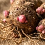 Ultra close up macro of dormant caladium tubers with prominent pink growth eyes on natural burlap