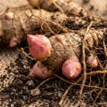 Ultra close up macro of dormant canna lily rhizomes with pink growth eyes on natural burlap