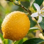 Ultra close-up macro of ripe Meyer lemon and citrus blossom