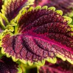 Ultra close up macro of vibrant magenta and chartreuse coleus foliage with morning dew droplets