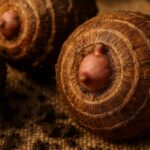 Ultra close up macro of dormant elephant ear corms with fibrous root rings on natural burlap
