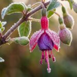 Ultra close up macro of vibrant pink and deep purple fuchsia blossoms with dew drops on wooden garden table