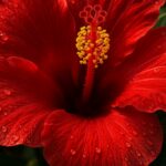 Ultra close up macro of vivid crimson tropical hibiscus flower and glossy foliage near bright window sill