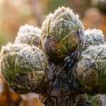 Ultra close up macro of dormant hydrangea flower buds coated in delicate frost crystals in autumn