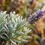 Ultra close-up macro of frosted English lavender foliage