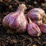 Ultra close-up macro of heirloom garlic head and plump cloves with purple wrappers on dark garden soil