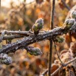 Dormant thorny blackberry cane on wire trellis dusted with morning frost crystals