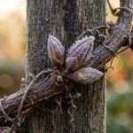 Dormant clematis vine with swollen buds on wooden trellis dusted with frost