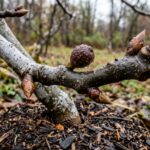 Ultra close-up macro of dormant fig branch with winter buds and breba embryo in autumn garden