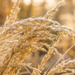 Frost-dusted golden feather reed ornamental grass seedheads and plumes in autumn