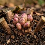 Ultra close up macro of healthy dormant hosta crown with buds in dark autumn loamy soil