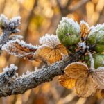 Frost-dusted bigleaf hydrangea woody stems and tender dormant flower buds in autumn