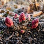 Dormant rhubarb crown with pink-red buds emerging above frosty soil in autumn