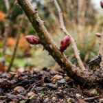 Ultra close-up macro of healthy dormant rose canes with swollen reddish buds in autumn garden
