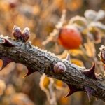 Frost-dusted dormant rose bush woody canes with crimson thorns and plump buds in autumn
