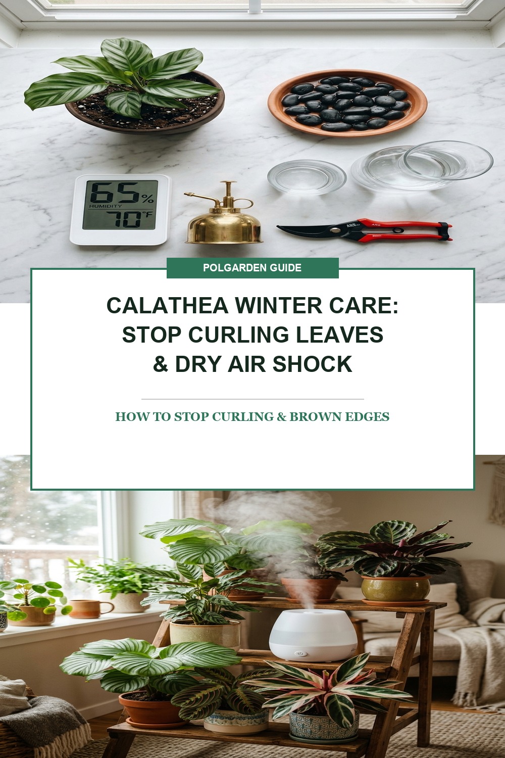 Calathea Winter Care Pinterest Pin Blueprint