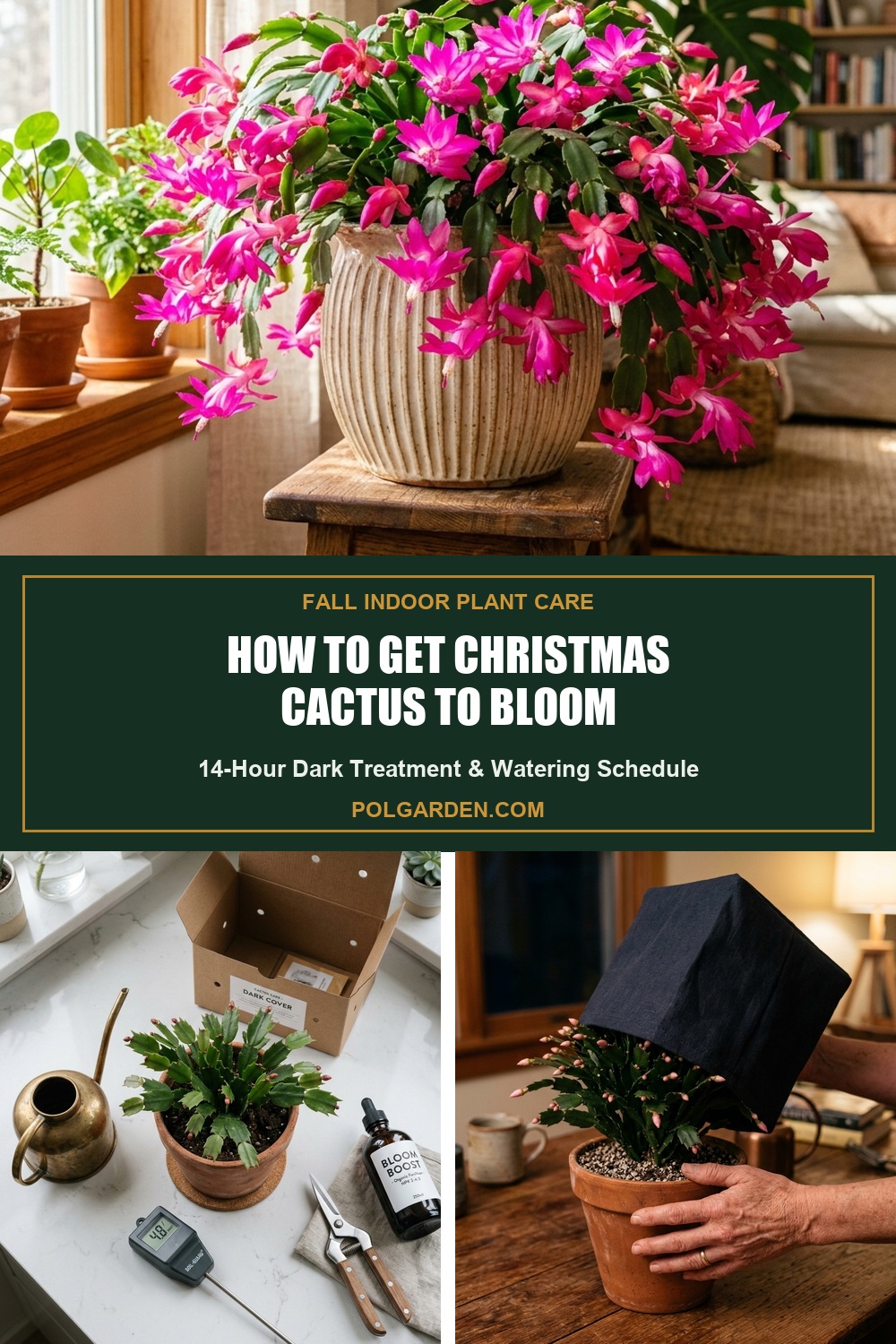 How to Get Christmas Cactus to Bloom Fall Care Guide Pin
