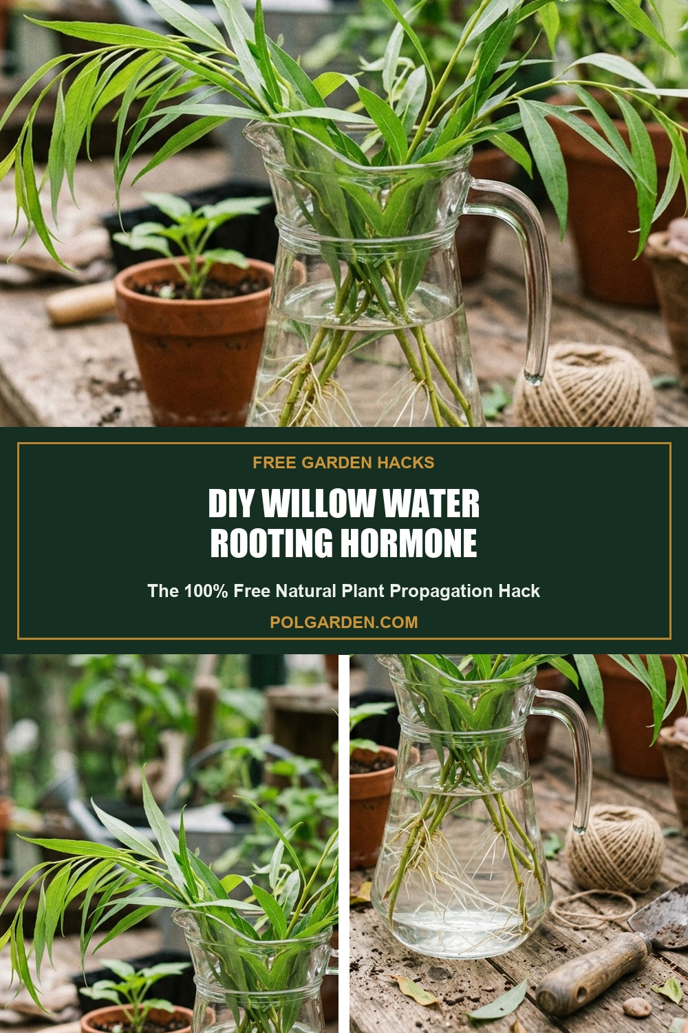 DIY Willow Water: 100% Free Natural Rooting Hormone